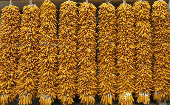 解讀玉米臨儲政策終將華麗謝幕的背后