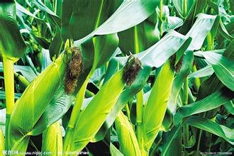 后市玉米價格有多大上漲空間？