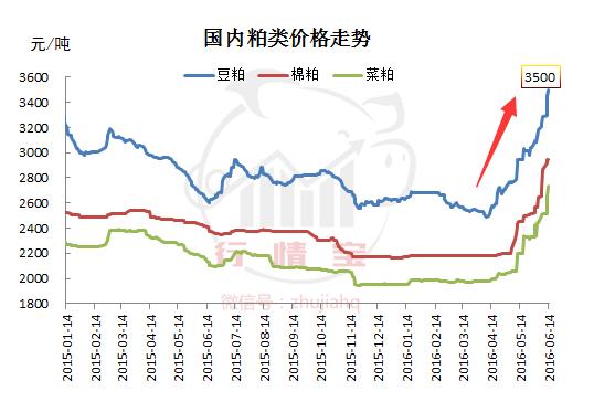 玉米、豆粕暴漲，豬價竟跌了1塊，豬還咋養？