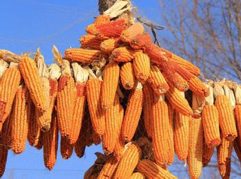 東北玉米進入養豬大省四川 養殖成本有望再降