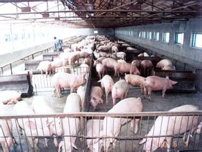 正大聯手正緣農牧投資30幾億在內蒙共建豬肉養殖基地