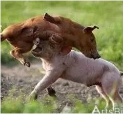 國際豬業專家原創文章（混飼水平對斷奶仔豬攻擊性的影響）