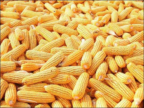 春節前價格玉米是漲是跌？