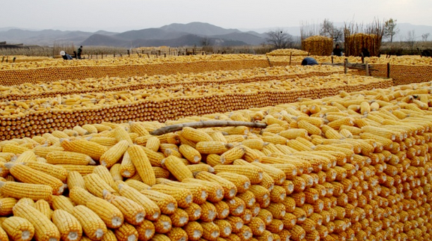 玉米價格改革不能止步于取消臨儲