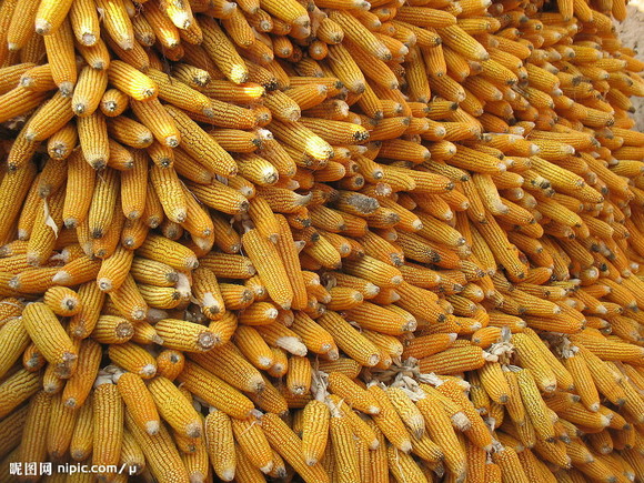 規模玉米深加工和飼料企業為陳糧定向銷售主要對象