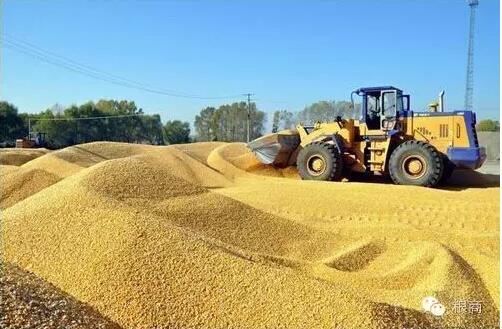 農(nóng)民瘋了！玉米價(jià)格見(jiàn)底了嗎？