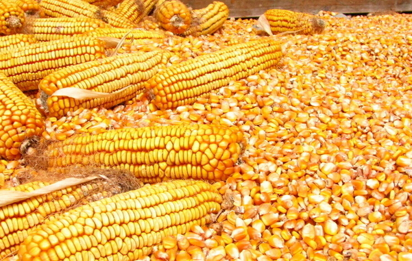 國(guó)際市場(chǎng)玉米的價(jià)格下跌，我國(guó)為何早不做應(yīng)對(duì)？