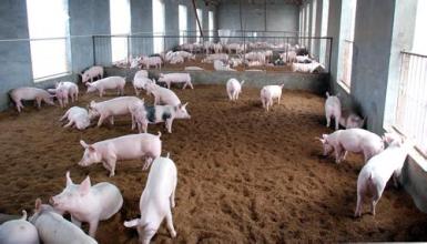 2家企業(yè)入選全國生豬遺傳改良計(jì)劃種公豬站