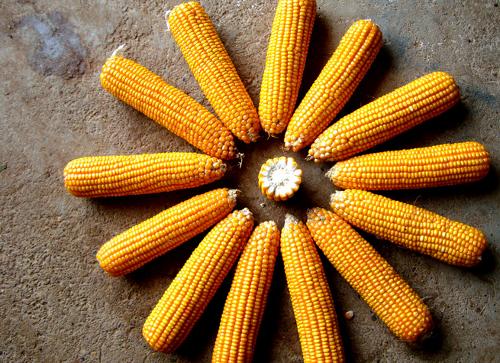 未來(lái)玉米定價(jià)權(quán)將重新回歸東北