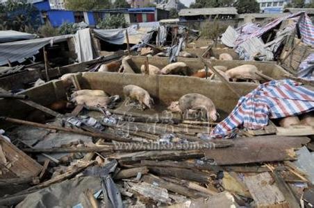 鎮(zhèn)政府強(qiáng)拆養(yǎng)豬場被判違法，賠償31萬多元！這個案例很有意義……