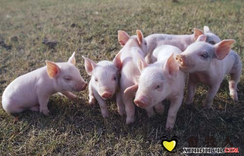 農(nóng)業(yè)部關(guān)于印發(fā)2017年動物及動物產(chǎn)品獸藥殘留監(jiān)控計(jì)劃的通知