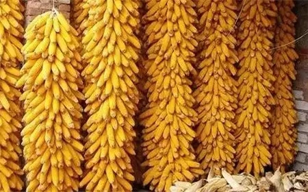 國家糧食局發(fā)文支持實(shí)施飼料加工企業(yè)補(bǔ)貼政策