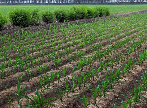 中國呼吁少種玉米多種大豆 玉米進(jìn)口量將降七成