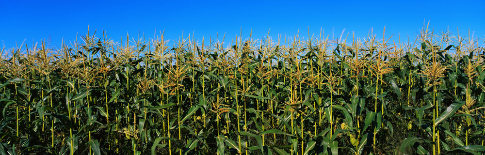 北方港口玉米首破1500元, 關內外玉米再現“冰火兩重天”