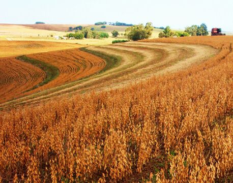 中國玉米需求受到酒糟粕反傾銷關(guān)稅政策的提振