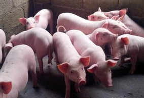 溫差過大，請別讓豬病壞了你的大事