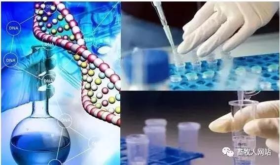 歐盟將暫停使用乙氧喹 飼料添加劑企業需重視