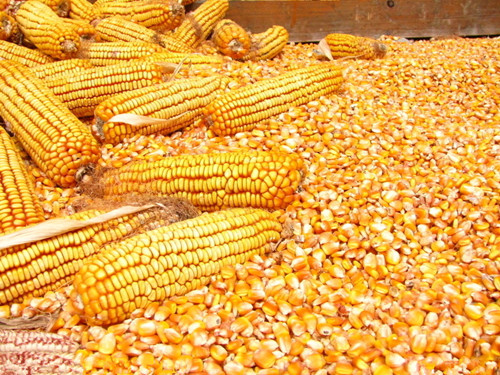 拍賣窗口臨近 用糧企業觀望情緒升溫