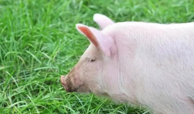 農業部公布全國不合格飼料和重點監督企業名單 多家企業上榜