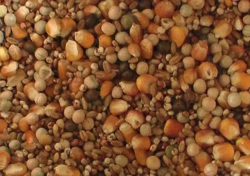 警惕！飼料作假手法層出不窮，眾多養殖戶被假劣產品坑騙