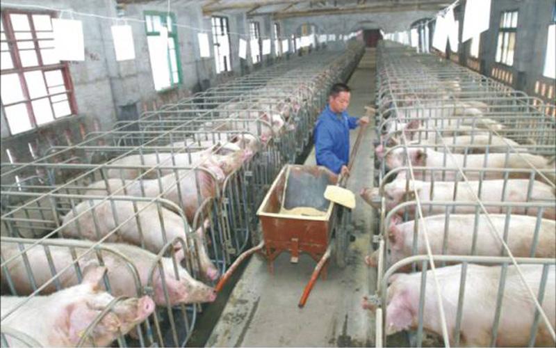 規模豬場控制仔豬腹瀉的7大細節管理