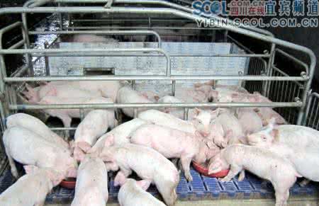 《動物疫病防控財政支持政策實施指導意見》