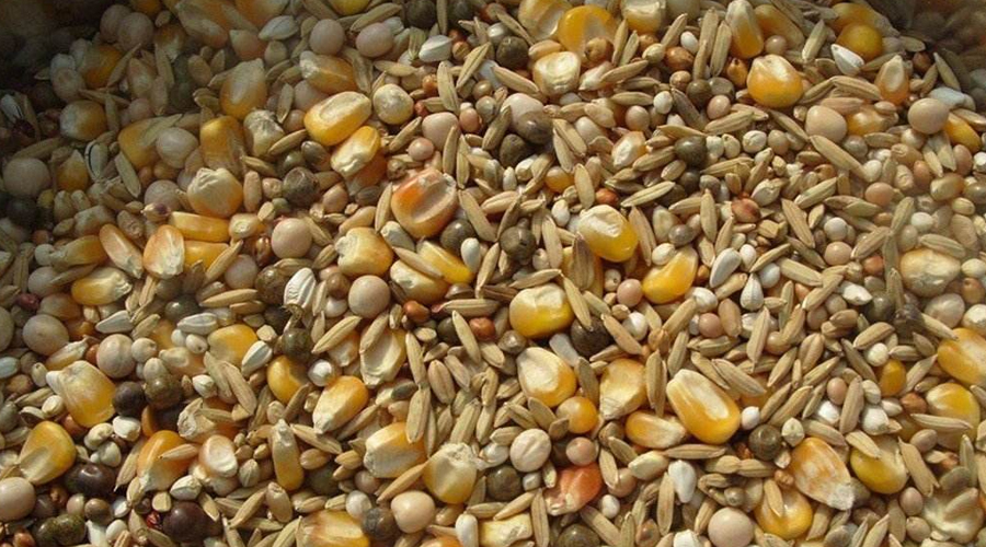 潮濕多雨，飼料霉變怎么辦？