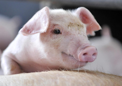 豬價(jià)短暫回落，養(yǎng)豬人莫心慌！現(xiàn)在正是賣豬的好時(shí)機(jī)