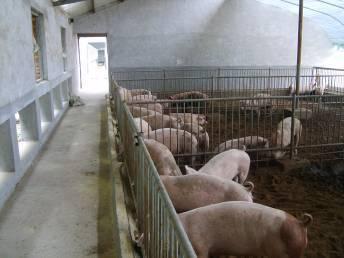 科技前沿|豬場批次生產模型的建立與全進全出策略（下）