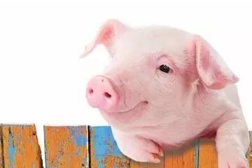 2017年溫氏、牧原、正邦、天邦等養(yǎng)豬巨頭生豬銷售數(shù)據(jù)新鮮出爐