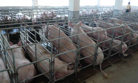 4周批次生產系統：小型豬場的另一種選擇
