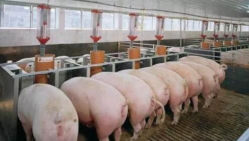 光明集團(tuán)百萬頭生豬養(yǎng)殖基地項目進(jìn)場開建