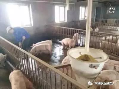 斷奶仔豬總腹瀉？是沒有堅持“三不變三漸變”原則