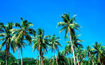 豬口蹄疫疫苗過敏反應的解救