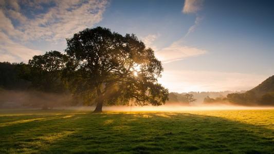 豬場發生口蹄疫后的應對措施