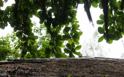 王繼華教授：仔豬飼料評價標(biāo)準(zhǔn)的嚴(yán)重誤區(qū)