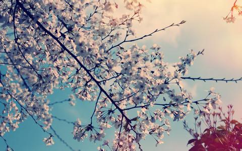 10月28日國內各地區油廠豆粕價格下跌