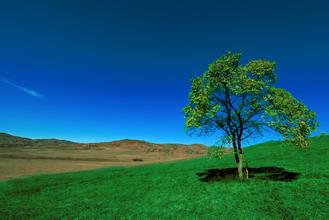 中西醫治療豬乳房炎