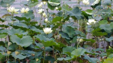 飼料7項常規(guī)檢測要注意的問題