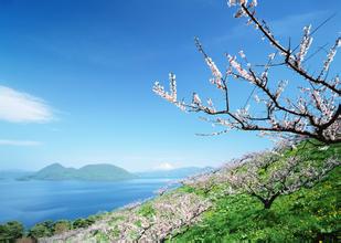 豬子宮內膜炎圖片