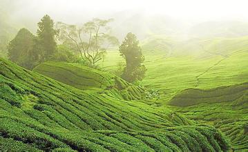 嘉吉公司2018財年一季度營收小幅增長 蛋白質和食品配料板塊表現搶眼