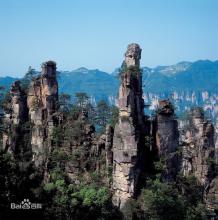 豬口蹄疫的診治要點