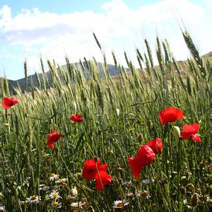 一例因換料引起的豬便秘的治療方法