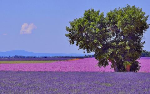 點評10-30kg保育豬配方