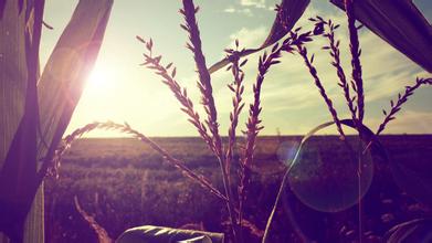 5月9日國(guó)內(nèi)維生素E：行情穩(wěn)定