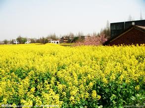 一例豬副嗜血桿菌病的治療