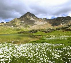 國內大豆產業政策亟待調整