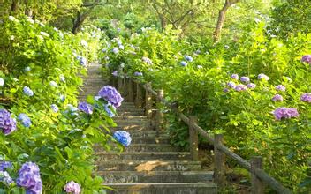 中草藥：綠色飼料添加劑