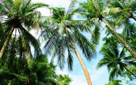  非蛋白氮的定量檢驗