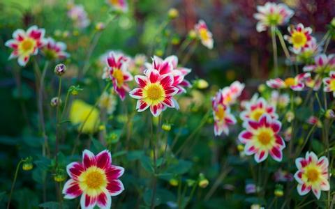 公豬的飼養管理